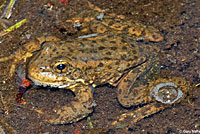 Sierra Nevada Yellow-legged Frog