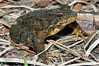 Sierra Nevada Yellow-legged Frog