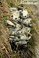 Sierra Nevada Yellow-legged Frogs