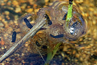 Sierra Nevada Yellow-legged Frog Eggs