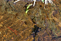 Sierra Nevada Yellow-legged Frog Eggs