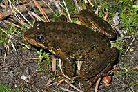 Sierra Nevada Yellow-legged Frog