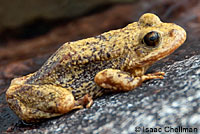 Sierra Nevada Yellow-legged Frog