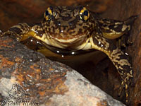 Sierra Nevada Yellow-legged Frog