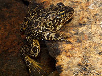 Sierra Nevada Yellow-legged Frog