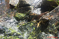 Sierra Nevada Yellow-legged Frog