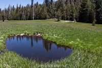 Sierra Nevada Yellow-legged Frog