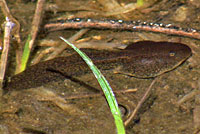 Sierra Nevada Yellow-legged Frog Tadpole