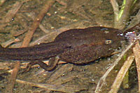 Sierra Nevada Yellow-legged Frog Tadpole