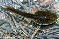 Sierra Nevada Yellow-legged Frog Tadpole