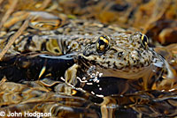 Sierra Nevada Yellow-legged Frog