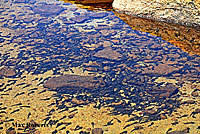 Sierra Nevada Yellow-legged Frog Tadpole