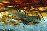 Southern Leopard Frog Tadpole