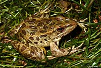 Lowland Leopard Frog