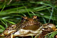 Lowland Leopard Frog