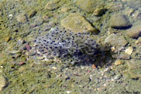 Lowland Leopard Frog