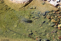 Lowland Leopard Frog