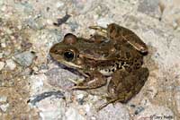 Lowland Leopard Frog