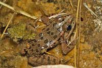 Lowland Leopard Frog