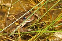 Lowland Leopard Frog