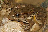 Lowland Leopard Frog