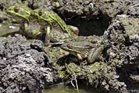 Lowland Leopard Frog