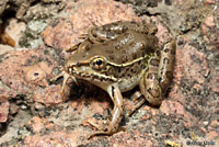 Lowland Leopard Frog