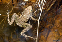 Lowland Leopard Frog