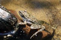 Lowland Leopard Frog