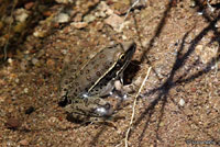 Lowland Leopard Frog