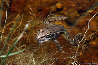 Lowland Leopard Frog