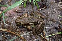 Lowland Leopard Frog