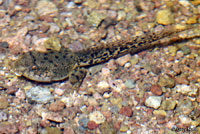 Lowland Leopard Frog