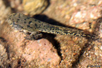 Lowland Leopard Frog