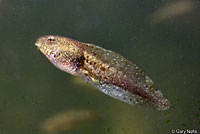 Lowland Leopard Frog