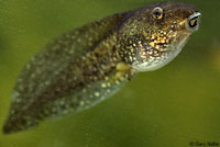 Lowland Leopard Frog