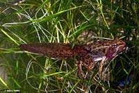 Lowland Leopard Frog