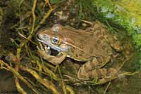 Lowland Leopard Frog