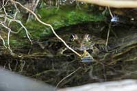 Lowland Leopard Frog Habitat