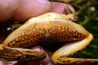 Lowland Leopard Frog