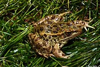 Lowland Leopard Frog