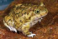 Couch's Spadefoot