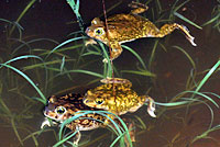 Scaphiopus couchii Couch's Spadefoot Amplexus