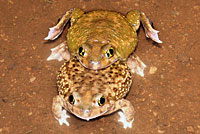 Scaphiopus couchii Couch's Spadefoot Amplexus