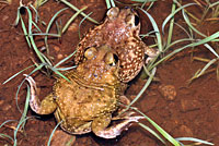 Scaphiopus couchii Couch's Spadefoot Amplexus