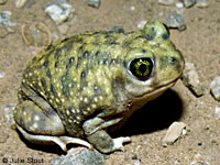 Couch's Spadefoot