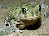 Couch's Spadefoot