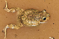 Scaphiopus couchii Couch's Spadefoot Amplexus