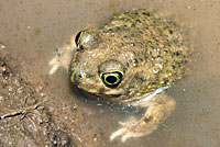 Scaphiopus couchii Couch's Spadefoot Amplexus