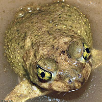 Scaphiopus couchii Couch's Spadefoot Amplexus